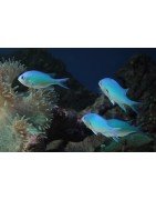 Salty Underground: Chromis