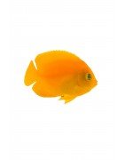 Salty Underground: Angelfish