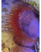 Salty Underground: Sea Scallops