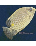 Rabbitfish