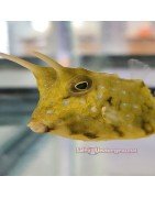 Boxfish