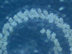 Close up view of a Berghia nudibranch egg ribbon