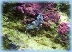 You can see the eggs beginning to form inside it's body in this Berghia nudibranch. berghia nudibranch the natural preditor