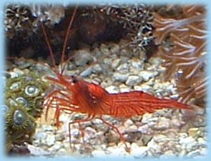 peperment shrimp An aggressive predator of Berghia nudibranchs