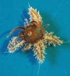 Several Berghia nudibranches eating an Aiptasia Anemone
