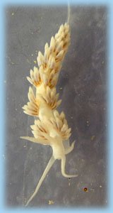 Berghia verrucicornis close up Berghia nudibranch
