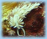 Place Berghia nudibranchs in your tank near aiptasia anemones, but not right on them or they may be eaten. berghia placement