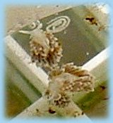 Berghia nudibranchs can mate and lay eggs almost everyday in your saltwater tank. berghia laying eggs