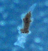Close up of a juvenile Berghia nudibranch