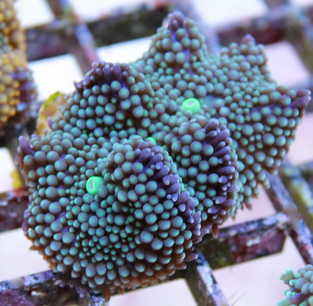 Large blue Ricordea florida growing in an oyster shell.