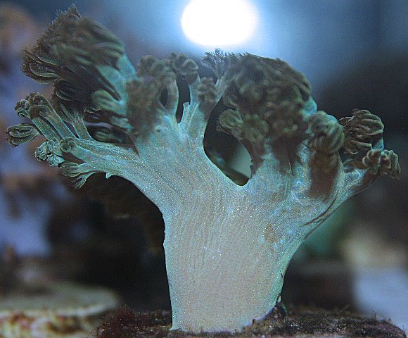 Aquacultured Metallic Blue Cespitularia Leather