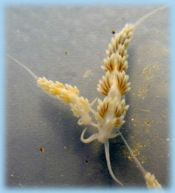 Berghia are completely reef safe