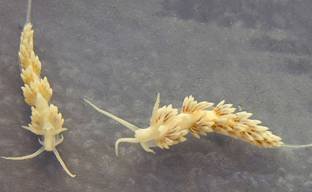 two berghia Two Berghia nudibranchs
