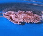 Two berghia nudibranches