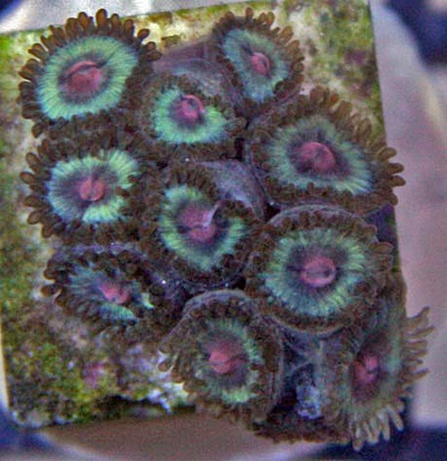 Blue & Pink Vice Zoanthid coral. It's not hard to see why they are called button polyps.